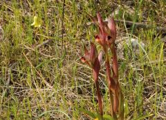 Serapias bergonii E.G. Camus