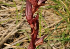 Serapias bergonii E.G. Camus