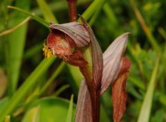 Serapias bergonii E.G. Camus