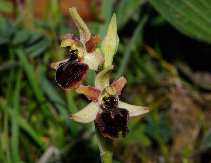 Ophrys minipassionis Romolini & Soca
