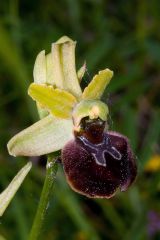 Ophrys minipassionis Romolini & Soca