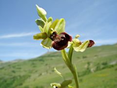 Ophrys minipassionis Romolini & Soca