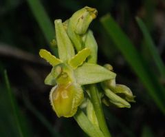 Ophrys minipassionis Romolini & Soca