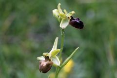 Ophrys minipassionis Romolini & Soca