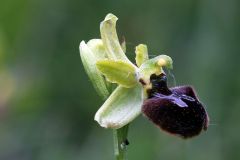 Ophrys minipassionis Romolini & Soca