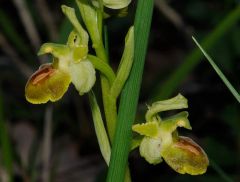 Ophrys minipassionis Romolini & Soca