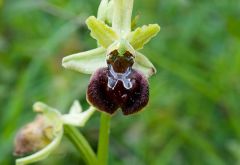 Ophrys minipassionis Romolini & Soca