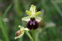 Ophrys minipassionis Romolini & Soca