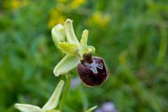 Ophrys minipassionis Romolini & Soca