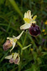 Ophrys minipassionis Romolini & Soca