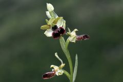 Ophrys minipassionis Romolini & Soca