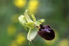 Ophrys minipassionis Romolini & Soca