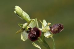 Ophrys minipassionis Romolini & Soca