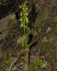 Epipactis greuteri subsp. flaminia (P.R. Sav. & Aless.) H. Baumann, Künk. & R. Lorenz