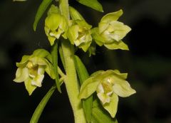 Epipactis greuteri subsp. flaminia (P.R. Sav. & Aless.) H. Baumann, Künk. & R. Lorenz