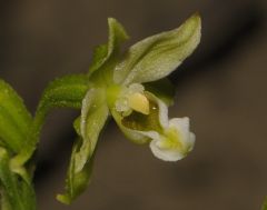 Epipactis greuteri subsp. flaminia (P.R. Sav. & Aless.) H. Baumann, Künk. & R. Lorenz