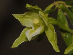 Epipactis greuteri subsp. flaminia (P.R. Sav. & Aless.) H. Baumann, Künk. & R. Lorenz