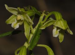 Epipactis greuteri subsp. flaminia (P.R. Sav. & Aless.) H. Baumann, Künk. & R. Lorenz