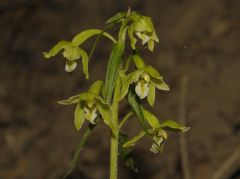 Epipactis greuteri subsp. flaminia (P.R. Sav. & Aless.) H. Baumann, Künk. & R. Lorenz