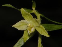 Epipactis greuteri subsp. flaminia (P.R. Sav. & Aless.) H. Baumann, Künk. & R. Lorenz
