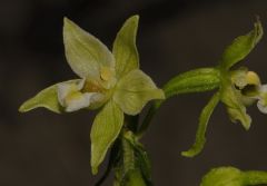 Epipactis greuteri subsp. flaminia (P.R. Sav. & Aless.) H. Baumann, Künk. & R. Lorenz