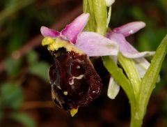 Ophrys argolica subsp. pollinensis (O. Danesch & E. Danesch) Kreutz