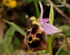 Ophrys argolica subsp. pollinensis (O. Danesch & E. Danesch) Kreutz