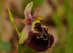 Ophrys argolica subsp. pollinensis (O. Danesch & E. Danesch) Kreutz