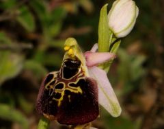 Ophrys argolica subsp. pollinensis (O. Danesch & E. Danesch) Kreutz