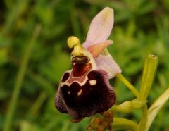 Ophrys argolica subsp. pollinensis (O. Danesch & E. Danesch) Kreutz