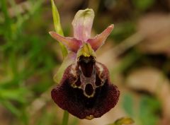 Ophrys argolica subsp. pollinensis (O. Danesch & E. Danesch) Kreutz