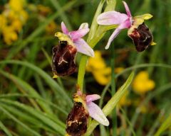 Ophrys argolica subsp. pollinensis (O. Danesch & E. Danesch) Kreutz