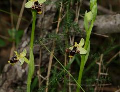 Ophrys scolopax subsp. conradiae (Melki & Desch.) H. Baumann, Giotta, Künk., R. Lorenz & Piccitto