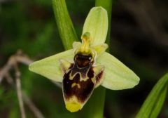 Ophrys scolopax subsp. conradiae (Melki & Desch.) H. Baumann, Giotta, Künk., R. Lorenz & Piccitto