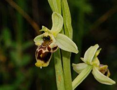 Ophrys scolopax subsp. conradiae (Melki & Desch.) H. Baumann, Giotta, Künk., R. Lorenz & Piccitto