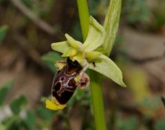 Ophrys scolopax subsp. conradiae (Melki & Desch.) H. Baumann, Giotta, Künk., R. Lorenz & Piccitto