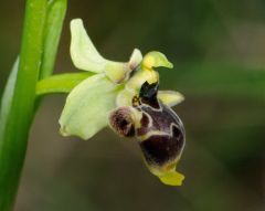 Ophrys scolopax subsp. conradiae (Melki & Desch.) H. Baumann, Giotta, Künk., R. Lorenz & Piccitto