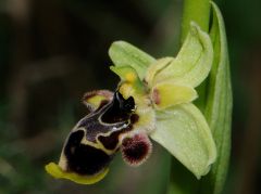 Ophrys scolopax subsp. conradiae (Melki & Desch.) H. Baumann, Giotta, Künk., R. Lorenz & Piccitto