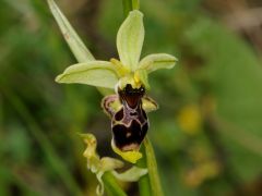 Ophrys scolopax subsp. conradiae (Melki & Desch.) H. Baumann, Giotta, Künk., R. Lorenz & Piccitto