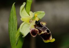 Ophrys scolopax subsp. conradiae (Melki & Desch.) H. Baumann, Giotta, Künk., R. Lorenz & Piccitto