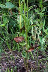 Epipactis bugacensis Robatsch