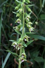 Epipactis bugacensis Robatsch