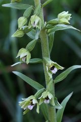 Epipactis bugacensis Robatsch