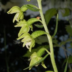 Epipactis bugacensis Robatsch