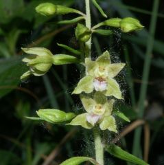 Epipactis bugacensis Robatsch