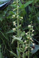 Epipactis bugacensis Robatsch