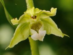 Epipactis bugacensis Robatsch