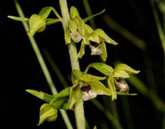 Epipactis bugacensis Robatsch