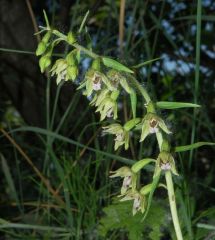 Epipactis bugacensis Robatsch