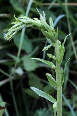 Epipactis bugacensis Robatsch